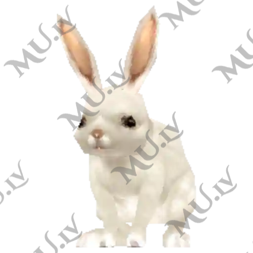 Gold Rabbit