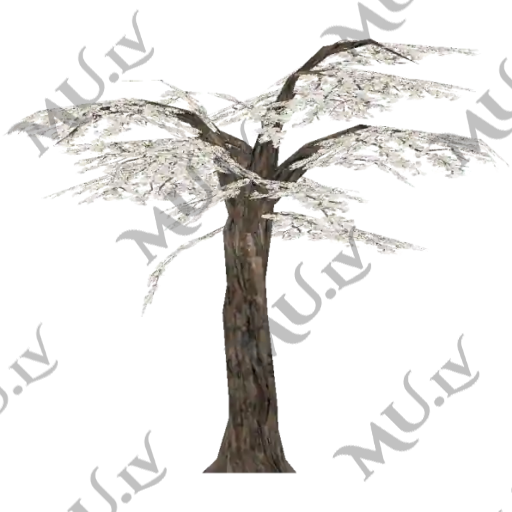 Cherry Blossom Tree 4